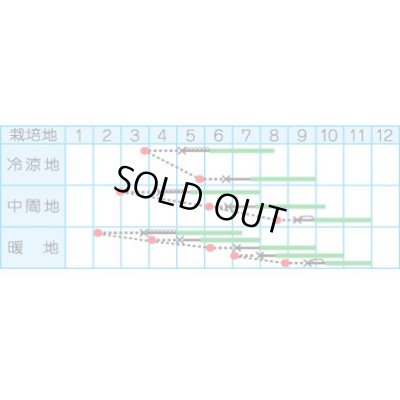 画像2: 送料無料　[キュウリ]　万里の香り　1.2ml　(株)タカヤマシード