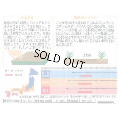 画像2: 送料無料　花の種　宿根　かすみ草　八重咲き　約110粒　　(株)サカタのタネ　実咲200（026312）