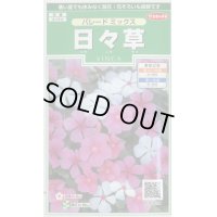 送料無料　花の種　日々草　パレードミックス　約100粒　(株)サカタのタネ　実咲250（026265）