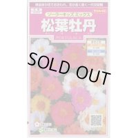 送料無料　花の種　松葉牡丹　ソーラーキッズ　ミックス　約143粒　(株)サカタのタネ　実咲350（026164）