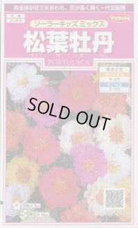 送料無料　花の種　松葉牡丹　ソーラーキッズ　ミックス　約143粒　(株)サカタのタネ　実咲350（026164）