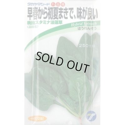 画像1: 送料無料　[ほうれんそう]　晩抽スタミナ　法蓮草　30ml　(株)タカヤマシード