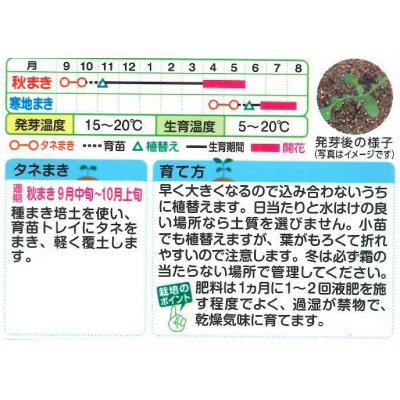 画像2: 送料無料　花の種　ネモフィラ　インシグニスブルー　1ml　タキイ種苗