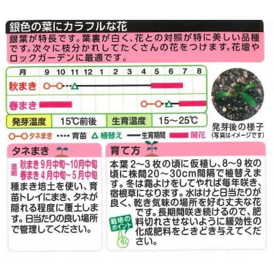 画像2: 送料無料　花の種　ガザニア　タレントミックス　小袋　タキイ種苗