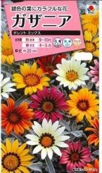 送料無料　花の種　ガザニア　タレントミックス　小袋　タキイ種苗