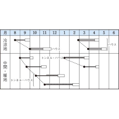 画像4: 送料無料　[ほうれんそう]　トライ　1dl　タキイ種苗(株)