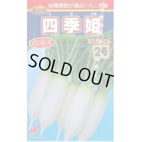 送料無料　[大根]　四季姫2号　1万粒　渡辺交配