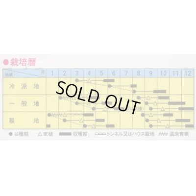 画像2: 送料無料　[レタス]　美味タス　2ml(およそ700粒)　トキタ種苗(株)