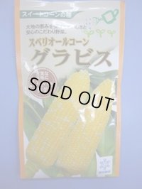 送料無料　[とうもろこし]　グラビス　200粒　雪印種苗