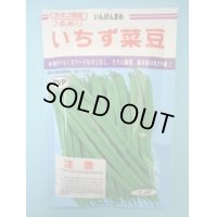 送料無料　[いんげん]　いちず菜豆　200粒　カネコ育成