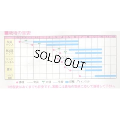 画像2: 送料無料　[オクラ]　スターエンゼル　1000粒　渡辺交配