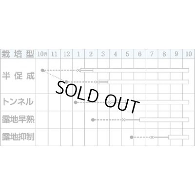 画像2: 送料無料　[なす]　庄屋大長　50粒　タキイ種苗(株)　DF