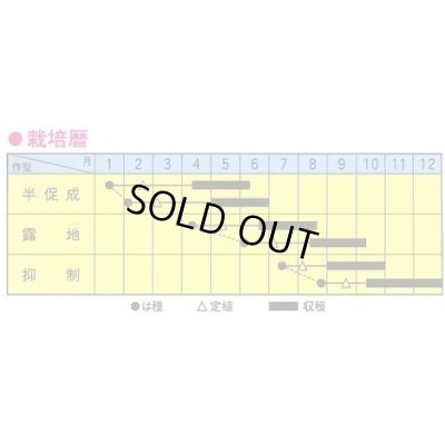 画像2: 送料無料　[キュウリ]　ミニQ　10粒　トキタ種苗(株)　トキタ種苗(株)
