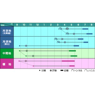 画像2: [そら豆]　大天　230粒　ヴィルモランみかど