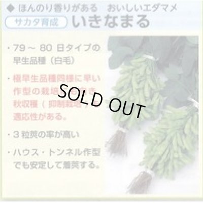 画像4: 送料無料　[枝豆]　いきなまる　約40粒　(株)サカタのタネ　実咲350　（003157）　　　　　　　　　　　　　　　　　　　　　　　　　　　　　　　　　　　　