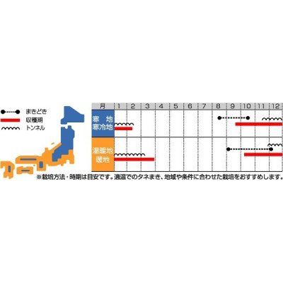 画像3: 送料無料　[ほうれんそう]　まほろば法蓮草　1dl　サカタ交配