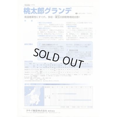 画像2: 送料無料　[トマト/桃太郎系]　桃太郎グランデ　ペレット1000粒　タキイ種苗(株)