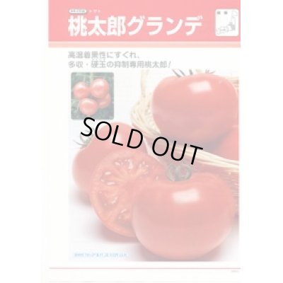 画像1: 送料無料　[トマト/桃太郎系]　桃太郎グランデ　ペレット1000粒　タキイ種苗(株)