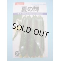 送料無料　[キュウリ]　夏の輝　1.1ml　(株)タカヤマシード