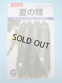 送料無料　[キュウリ]　夏の輝　1.1ml　(株)タカヤマシード