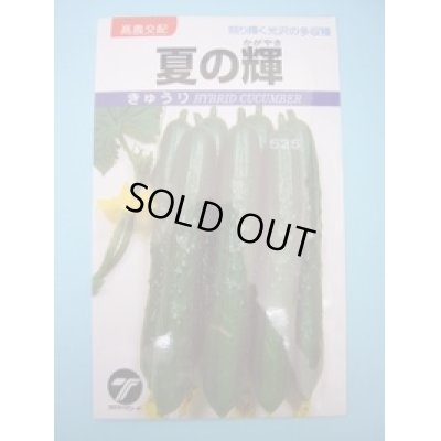 画像1: 送料無料　[キュウリ]　夏の輝　1.1ml　(株)タカヤマシード