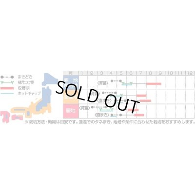 画像2: 送料無料　[かぼちゃ]　プッチィーニ　7粒　(株)サカタのタネ　実咲450（002870）