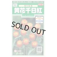 送料無料　花の種　黄花千日紅　約42粒　(株)サカタのタネ　実咲250（026255）