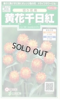 送料無料　花の種　黄花千日紅　約42粒　(株)サカタのタネ　実咲250（026255）