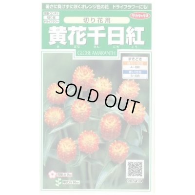 画像1: 送料無料　花の種　黄花千日紅　約42粒　(株)サカタのタネ　実咲250（026255）