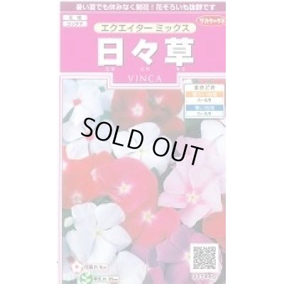 画像1: 送料無料　花の種　日々草　エクエイターミックス　約58粒　(株)サカタのタネ　実咲350（026124）