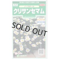 送料無料　花の種　クリサンセマム　ノースポール　約115粒　(株)サカタのタネ　実咲250（026231）