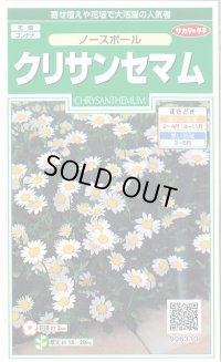 送料無料　花の種　クリサンセマム　ノースポール　約115粒　(株)サカタのタネ　実咲250（026231）