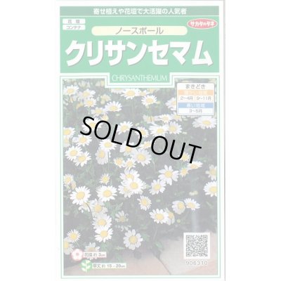 画像1: 送料無料　花の種　クリサンセマム　ノースポール　約115粒　(株)サカタのタネ　実咲250（026231）