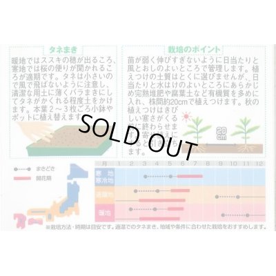 画像2: 送料無料　花の種　クリサンセマム　ノースポール　約115粒　(株)サカタのタネ　実咲250（026231）