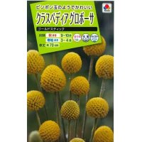 送料無料　花の種　クラスペディアグロボーサ　ゴールドスティック　0.1ml　タキイ種苗(株)