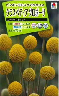 送料無料　花の種　クラスペディアグロボーサ　ゴールドスティック　0.1ml　タキイ種苗(株)