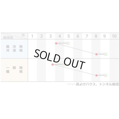 画像2: [シーダー種子]　ほうれんそう　ジャスティス　1粒×5cm間隔
