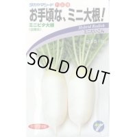 送料無料　[大根]　ミニミニピタ　4ml　(株)タカヤマシード