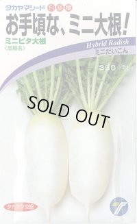 送料無料　[大根]　ミニミニピタ　4ml　(株)タカヤマシード