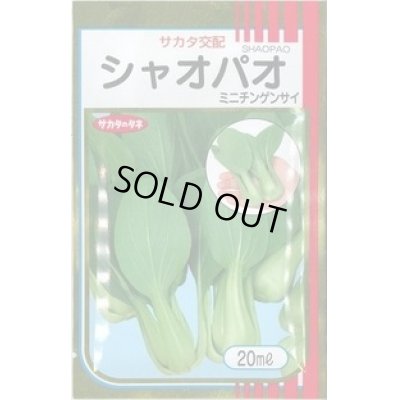 画像1: 送料無料　[中国野菜]　シャオパオ(ミニチンゲンサイ)　20ml　（およそ4800粒）（株）サカタのタネ