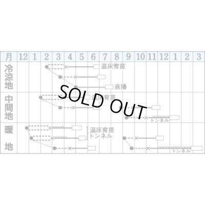 画像2: [レタス]　シスコ　5000粒　ペレット種子　タキイ種苗(株)