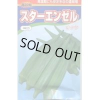 送料無料　[オクラ]　スターエンゼル　200粒　渡辺交配