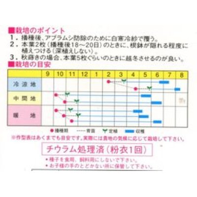 画像2: 送料無料　[そら豆]　千倉一寸　1dl　渡辺交配