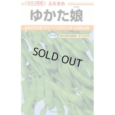 画像1: 送料無料　[枝豆]　ゆかた娘　100粒　カネコ種苗