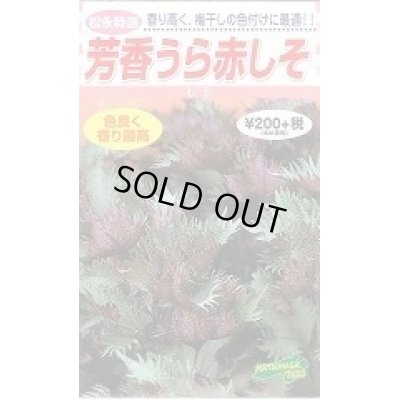 画像1: 送料無料　[葉物]　赤しそ　芳香うら赤しそ　5ml　松永種苗(株)