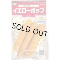 送料無料　[とうもろこし]　ポップコーン　イエローポップ　約75粒　(株)サカタのタネ　実咲350（002892）