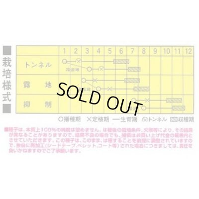 画像3: 送料無料　[かぼちゃ]　くじゅうくりEX南瓜　100粒　カネコ交配