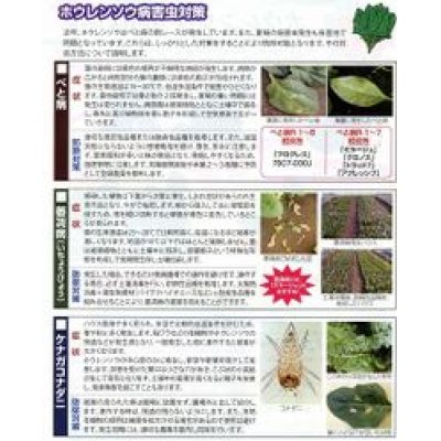 画像2: 送料無料　[ほうれんそう]　まほろば法蓮草　1dl　サカタ交配