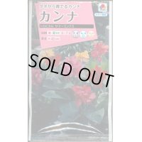 送料無料　花の種　カンナ　トロピカル　サマーミックス　小袋　タキイ種苗(株)