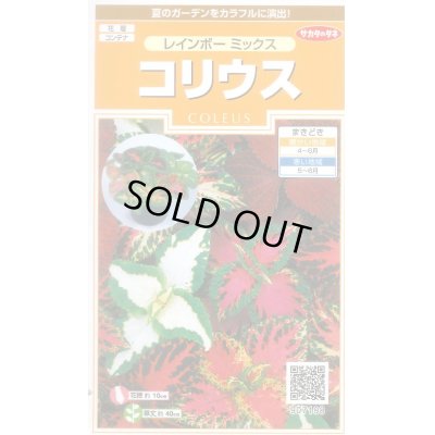 画像1: 送料無料　花の種　コリウス　レインボーミックス　約72粒　(株)サカタのタネ　実咲200（026332）